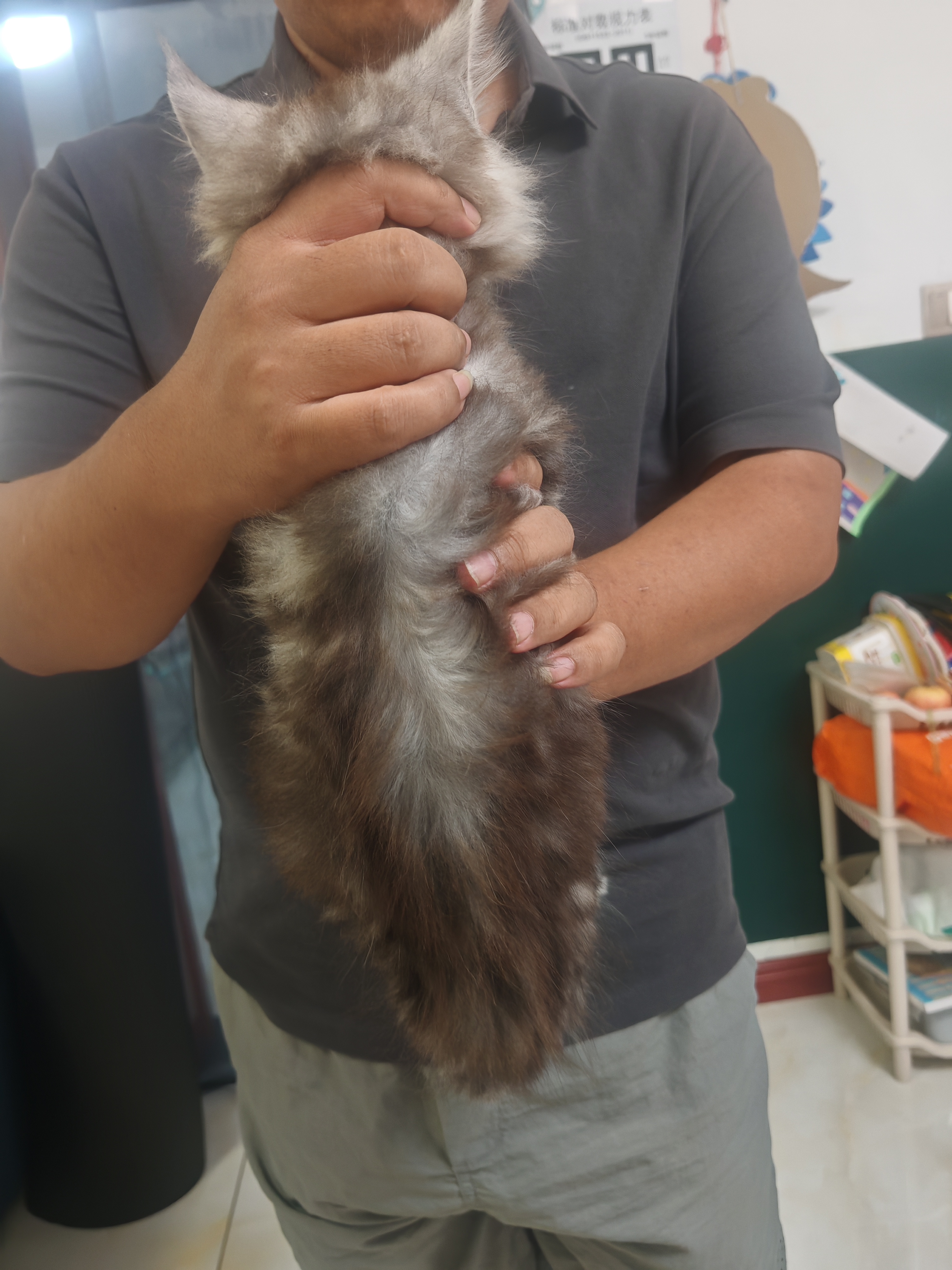 缅因猫